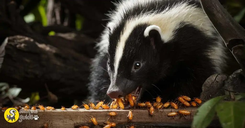 Do Skunks Eat Termites