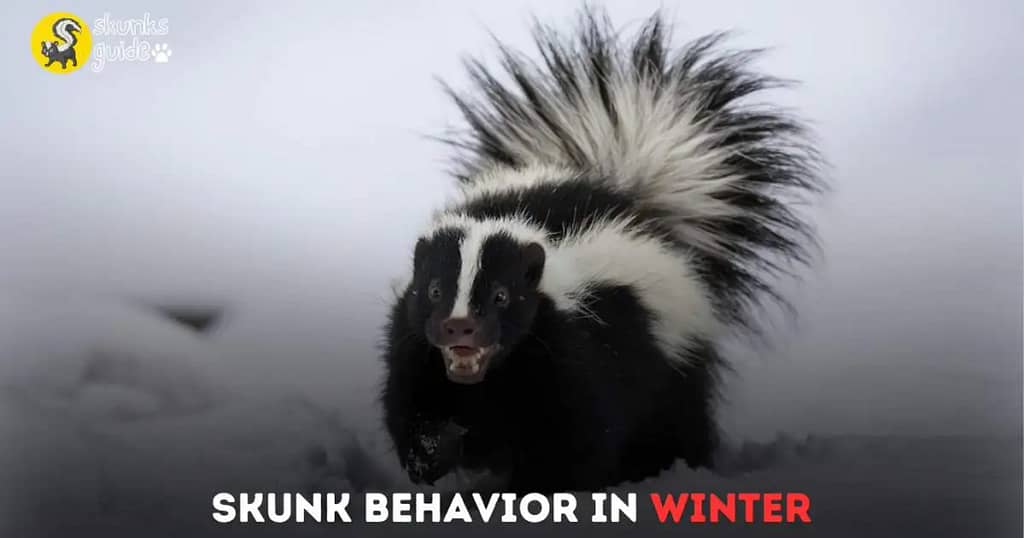 Understanding Skunk Behavior In Winter