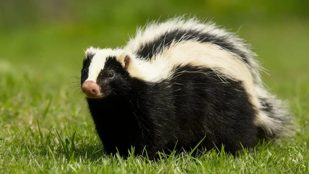 Hog-Nosed Skunk's Daily Life