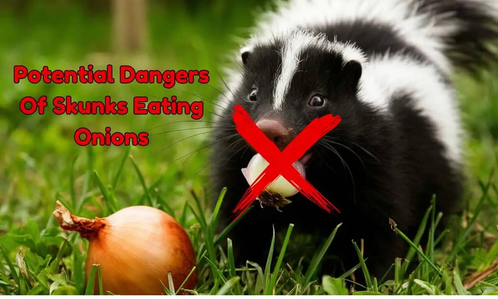 Potential Dangers Of Skunks Eating Onions