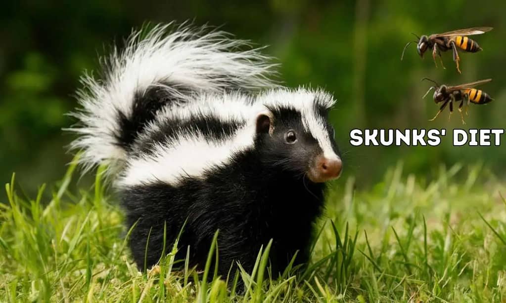 Skunks' Diet Hornets