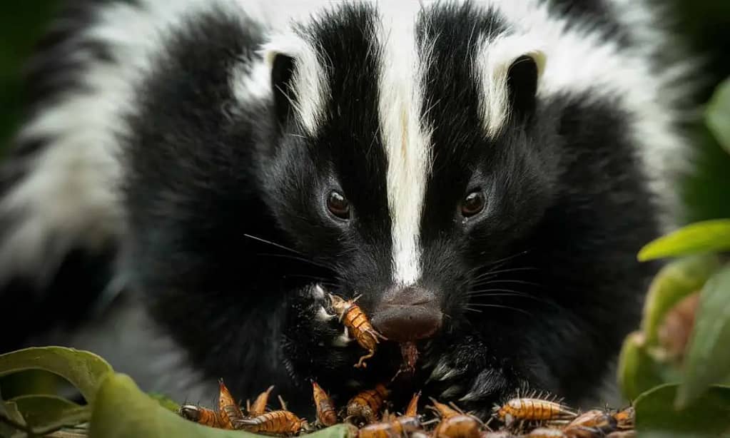 Skunks Eat Earwig