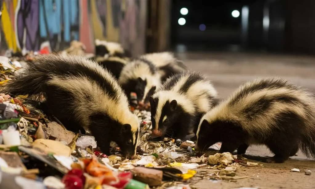 Skunks and Garbage