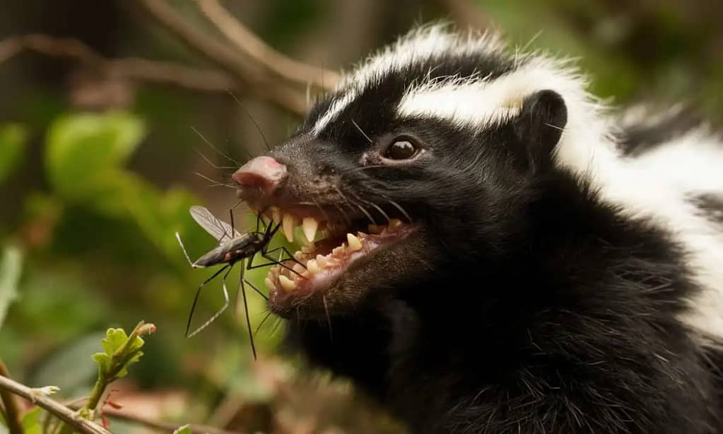 The Role Of Mosquitoes In Skunks' Diet