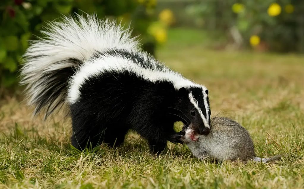 The Skunk Diet for Rodents