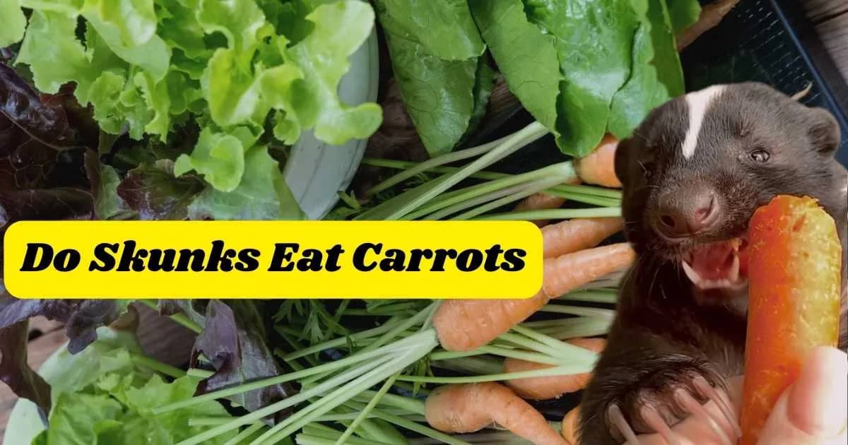 Do Skunks Eat Carrots