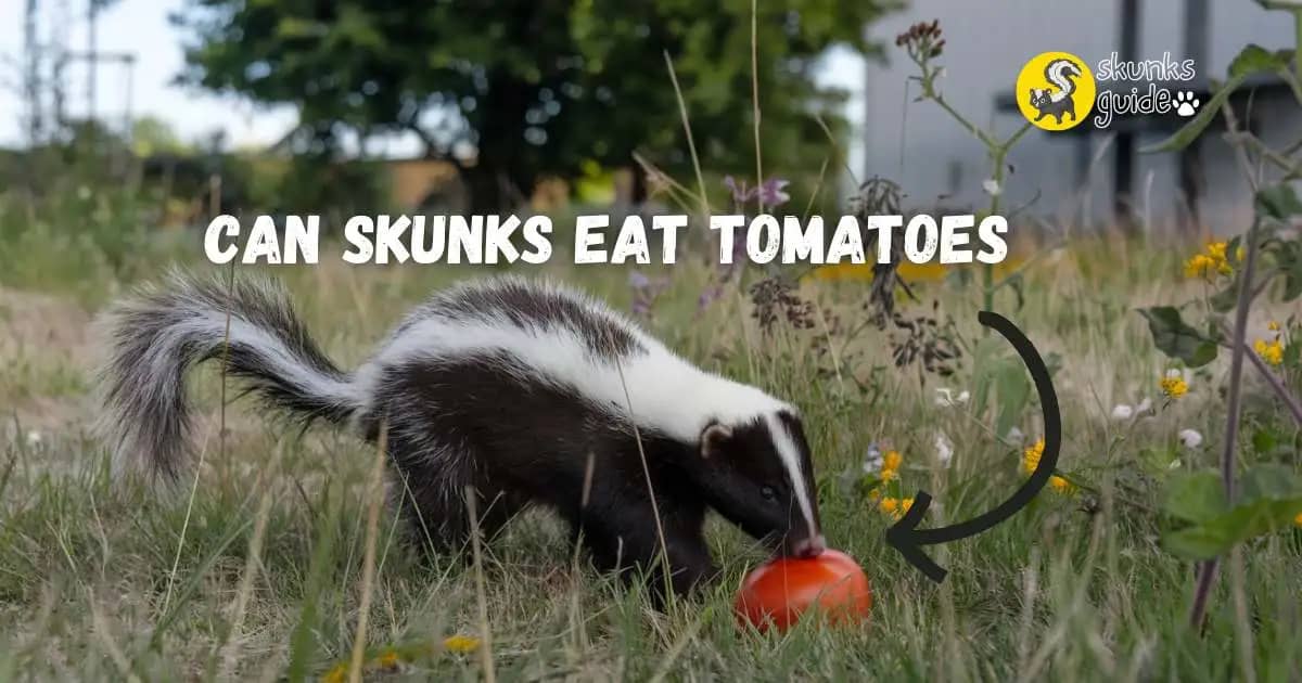 Can Skunks eat Tomatoes