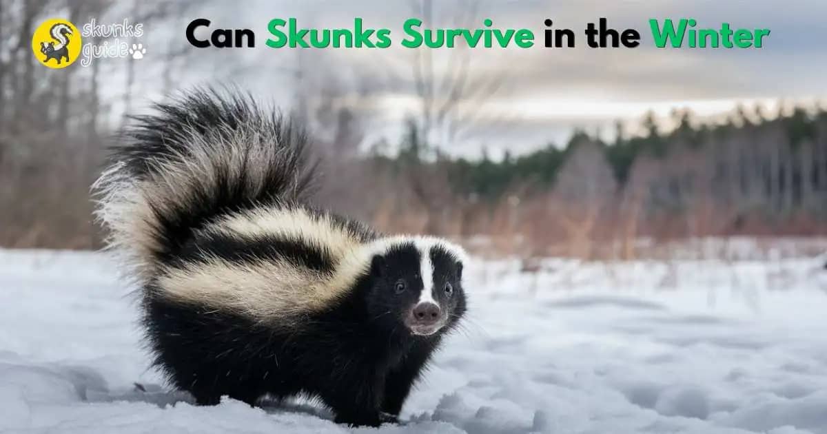 Can Skunks Survive in the Winter