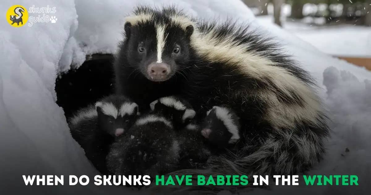 When Do Skunks Have Babies in the Winter