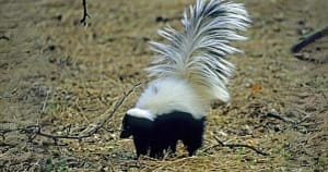 Hooded Skunk