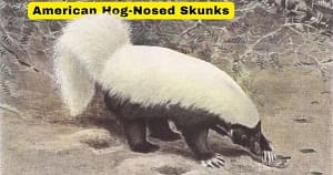 American Hog-Nosed Skunk