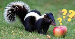 Do Skunks Eat Apples