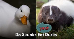 Do Skunks Eat Ducks