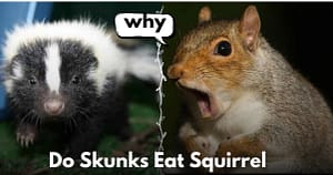 Do Skunks Eat Squirrel