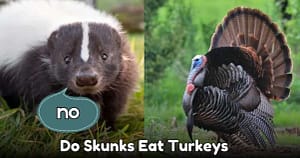 Do Skunks Eat Turkeys