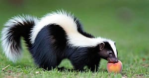 Skunks Eat Pears