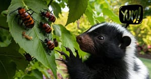 Skunks Eat Japanese Beetles