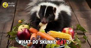 What Do Skunks Eat