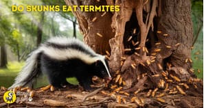 Can Skunks Eat Termites