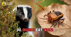 do Skunks Eat Ticks