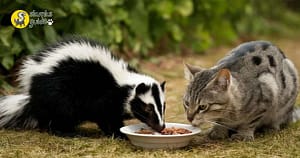 Do Skunks Eat Cat Food