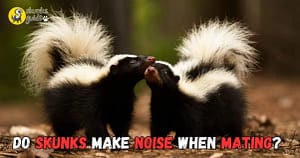 Do Skunks Make Noise When Mating