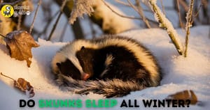 Do Skunks Sleep All Winter