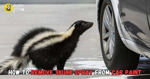 How to Remove Skunk Spray from Car Paint