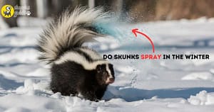 Skunks Spray in the Winter