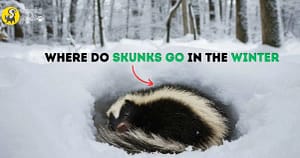 Where Do Skunks Go in the Winter