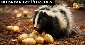 do skunk eat Potatoes