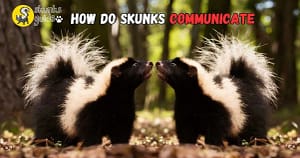 How Do Skunks Communicate