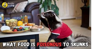 What Food Is Poisonous To Skunks