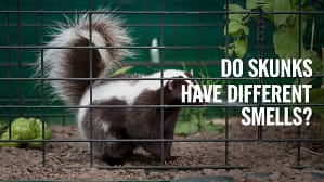 A photo of a skunk spraying its scent. The skunk is in a cage. The background is green and there are plants. The text "Do Skunks Have Different Smells?" is superimposed over the image.