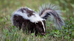 Do Skunks Eat Clover