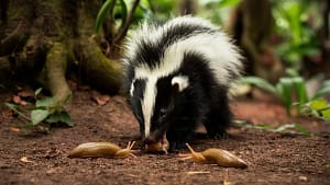 Do Skunks Eat Slugs