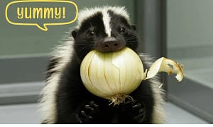 Can Skunks Eat Onions