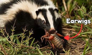 Do Skunks Eat Earwigs