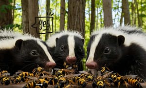 skunks do eat wasps