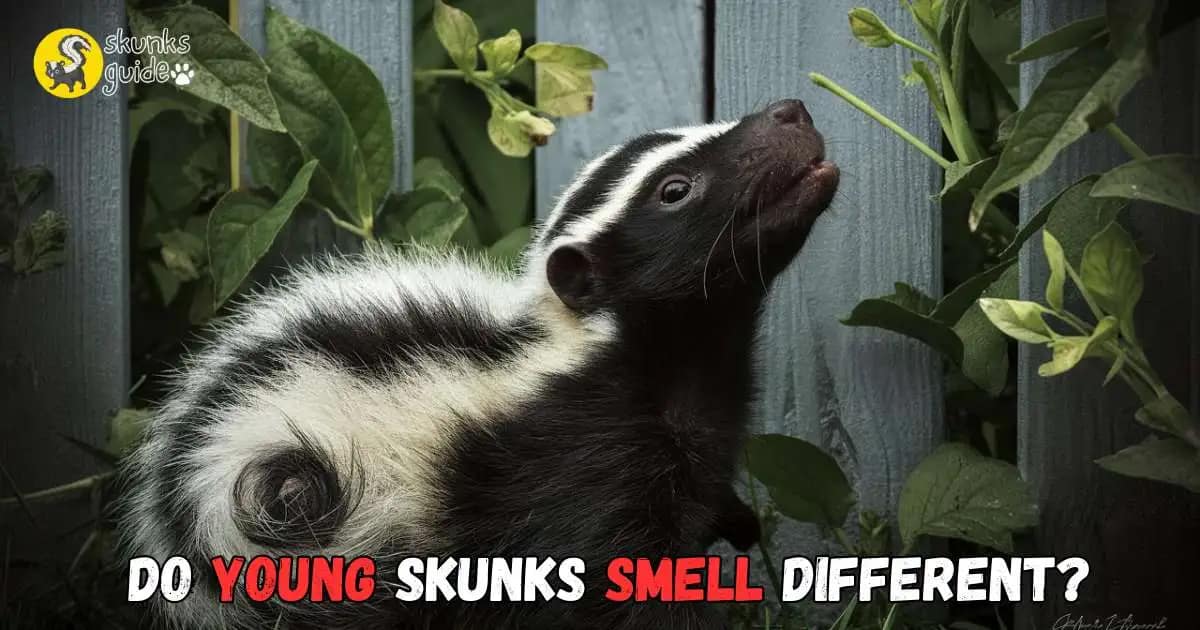 Do Young Skunks Spray and Smell Like Adults?
