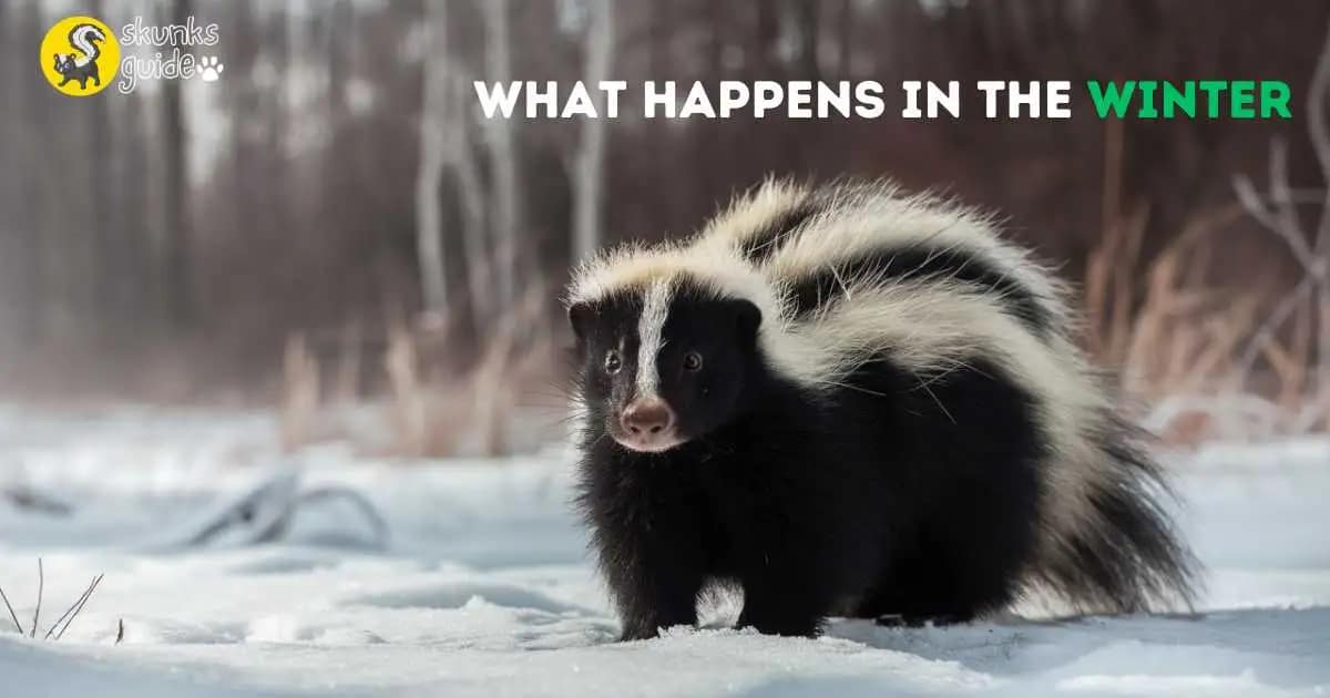 What Happens to Skunks in the Winter? Surprising Facts!